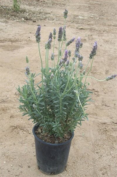 Lavandula angustifolia Fidesi, Saksıda, 10-15 Cm, 1 Adet
