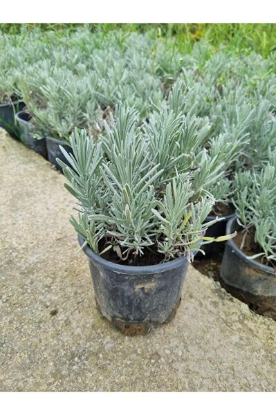 Lavandula angustifolia Fidesi, Saksıda, 10-15 Cm, 1 Adet