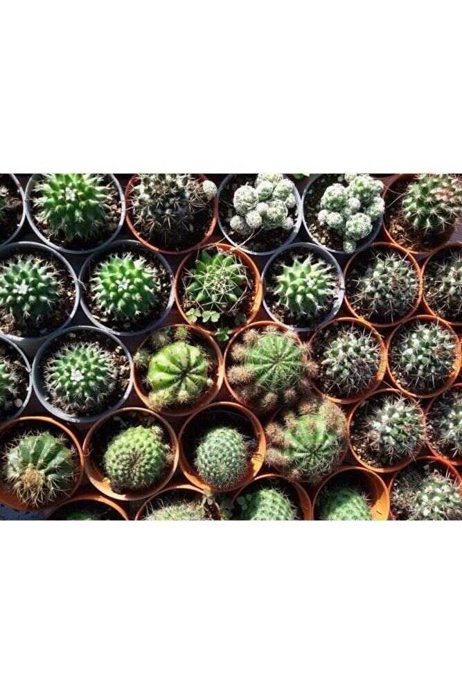 20 Adet Kaktüs Seti