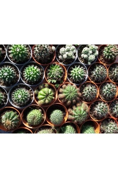 20 Adet Kaktüs Seti