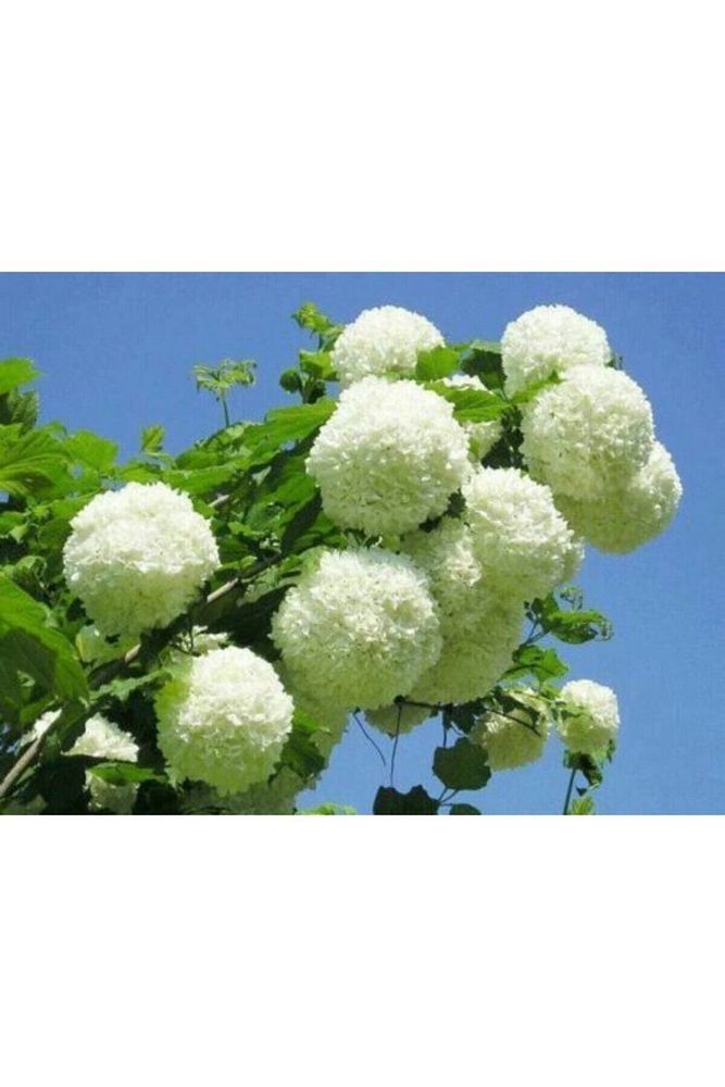 Thebestonline  Çınar Kartopu Çiçeği Fidanı 60 Cm