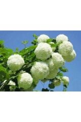 Thebestonline  Çınar Kartopu Çiçeği Fidanı 60 Cm