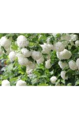 Thebestonline  Çınar Kartopu Çiçeği Fidanı 60 Cm