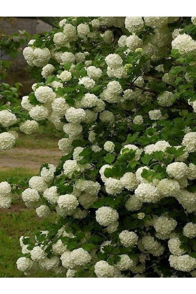 Thebestonline  Saksılı Kartopu Çiçeği Fidanı 40-60 Cm Viburnum