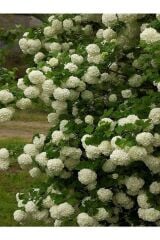 Thebestonline  Saksılı Kartopu Çiçeği Fidanı 40-60 Cm Viburnum