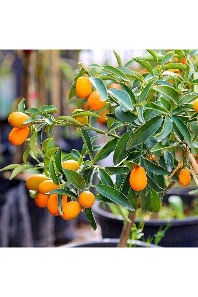 Kamkat Fidanı, +80 cm, 3 Yaş