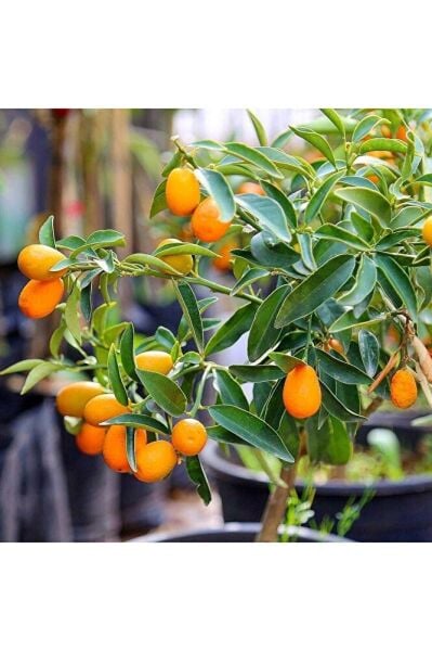 Kamkat Fidanı, +80 cm, 3 Yaş