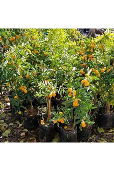 Kamkat Fidanı, +80 cm, 3 Yaş