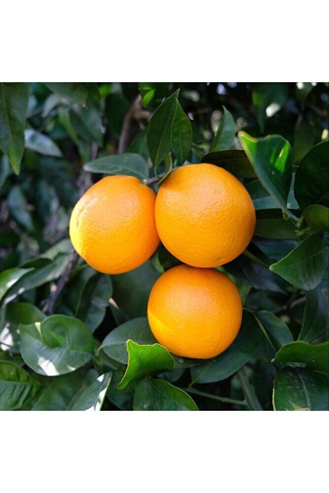 Valencia (Valensiya) Portakalı Fidanı, +100 cm, 3 Yaş
