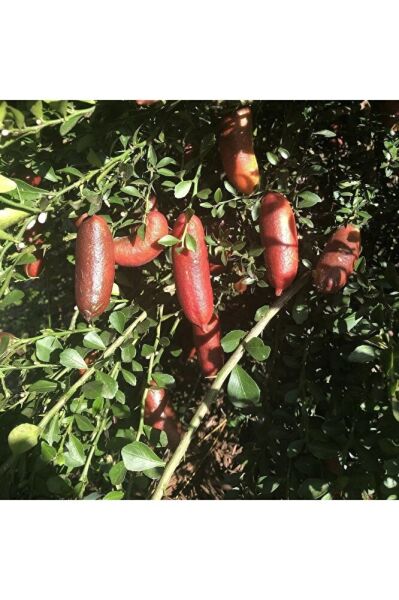 Kırmızı Finger Lime (Parmak) Limon Fidanı, +100 cm, 3 Yaş