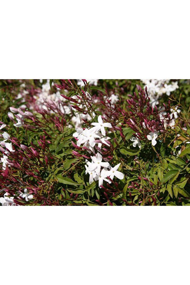 Jasminum polyanthemum Çin yasemin fidanı, 1 Adet