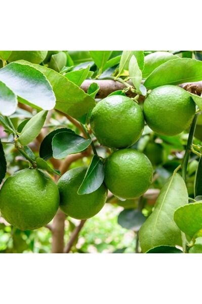 Tahiti Lime (Yeşil Limon) Fidanı, +100 cm, 3 Yaş