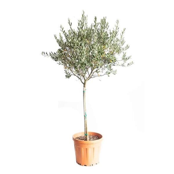Thebestonline Tijli Zeytin Ağacı