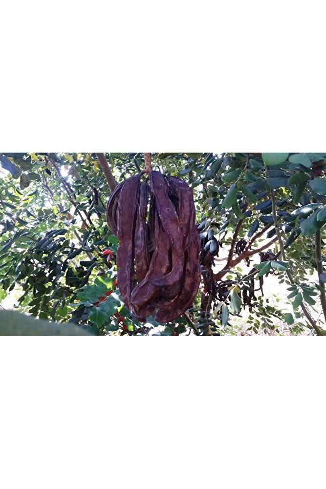 Keçi Boynuzu (Harnup) Fidanı, +80 cm