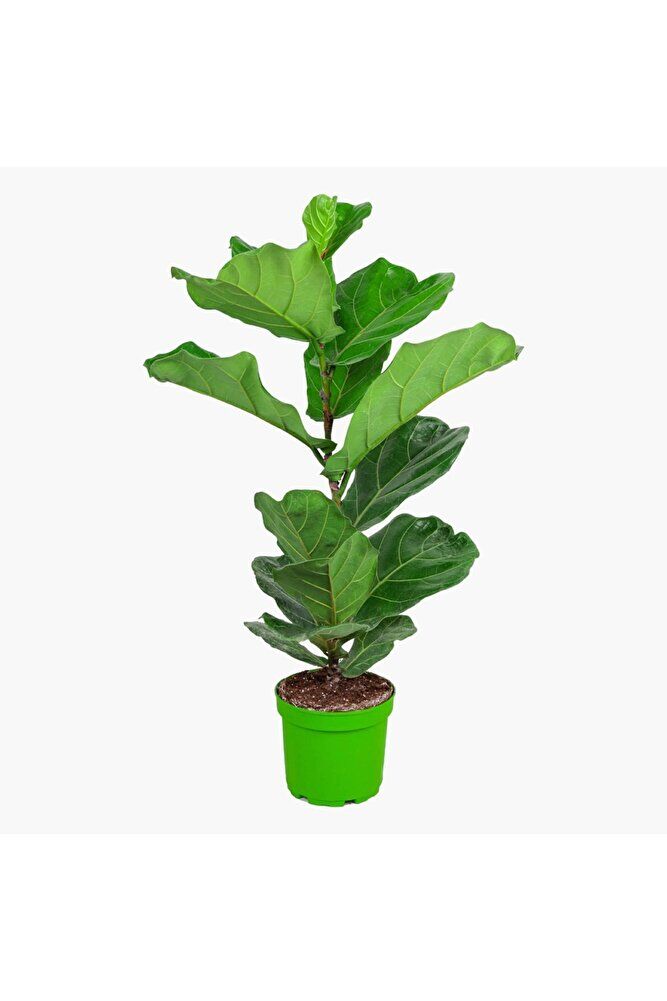 Keman Yapraklı Kauçuk Bitkisi +60 cm