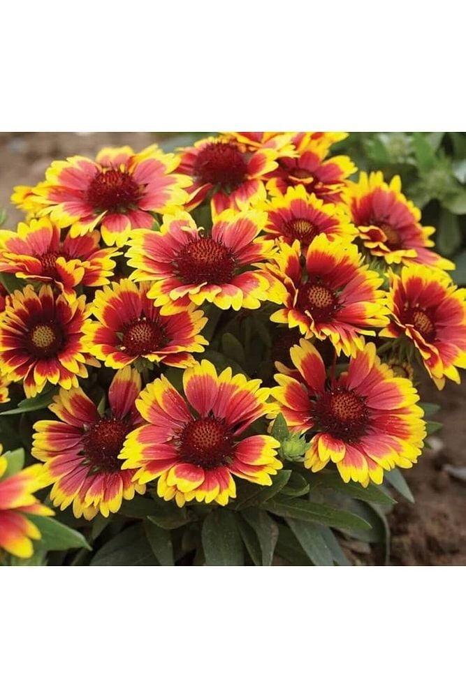 Thebestonline Gaillardia Grandiflora, Gayret Çiçeği, 3 Adet