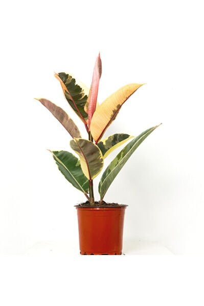 Alacalı Kauçuk Bitkisi-Ficus Elastica, +60 cm