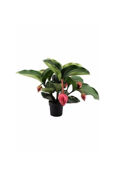 Medinilla Magnifica, MEDİNE GÜLÜ ÇİÇEĞİ