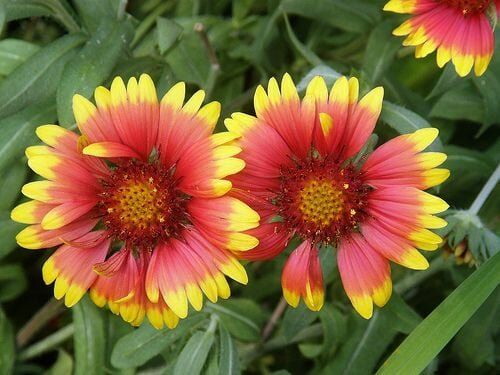 Thebestonline Gaillardia Grandiflora, Gayret Çiçeği, 3 Adet