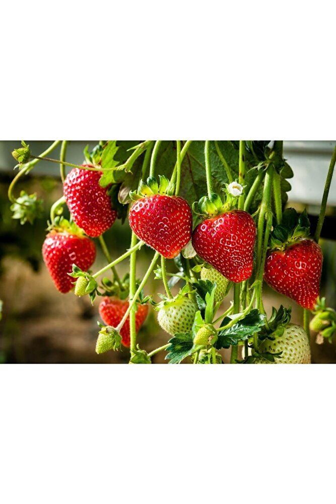 90 Adet Yediveren Çilek Fidesi