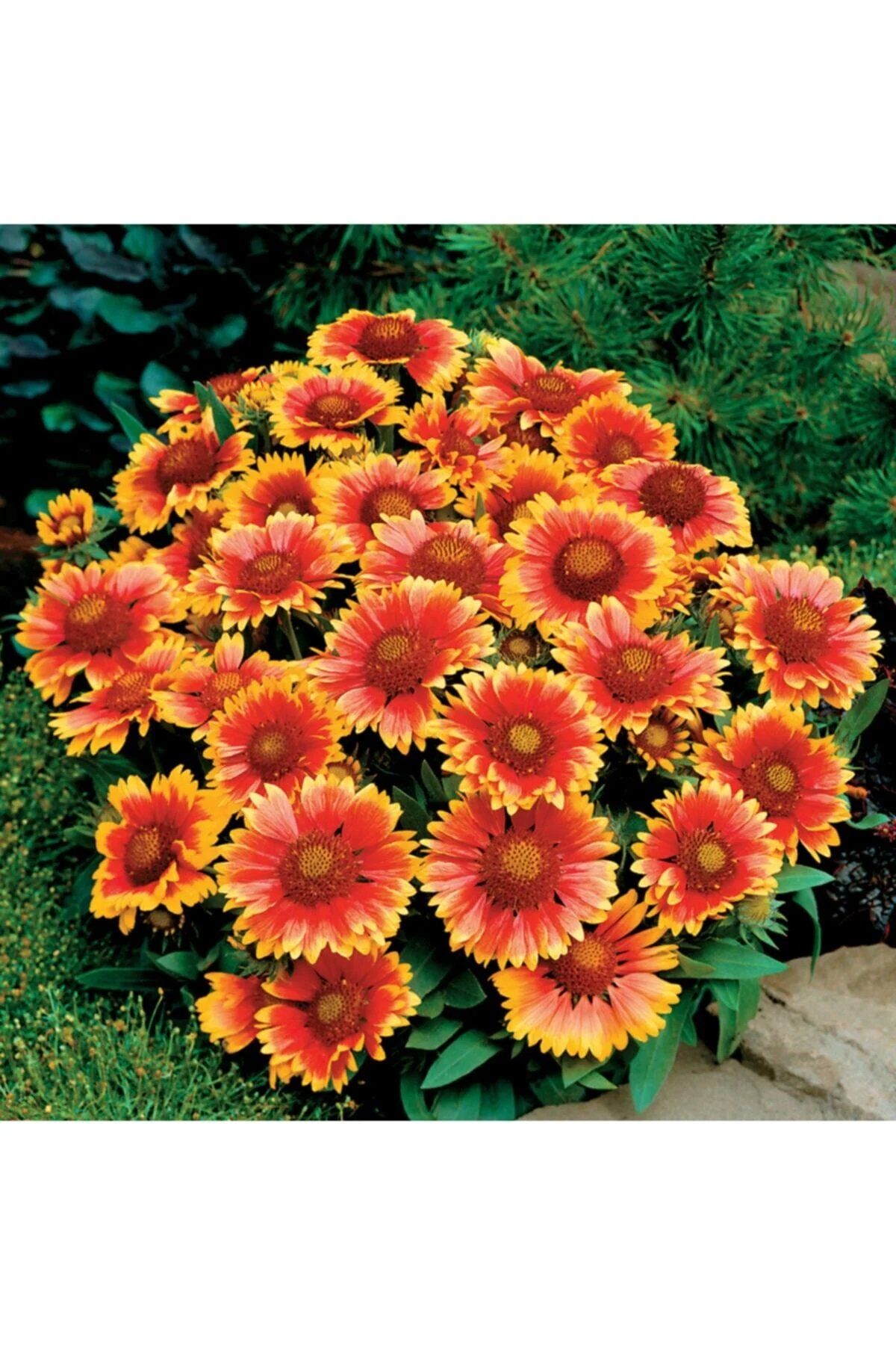 Thebestonline Gaillardia Grandiflora, Gayret Çiçeği
