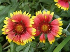 Thebestonline Gaillardia Grandiflora, Gayret Çiçeği