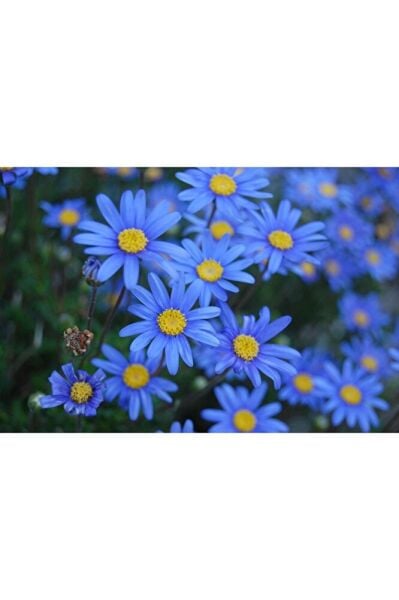 Felicia amelloides, Mavi Papatya, 3 Adet