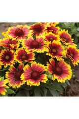 Thebestonline Gaillardia Grandiflora, Gayret Çiçeği, 5 Adet