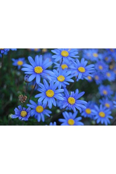 Felicia amelloides, Mavi Papatya, 1 Adet