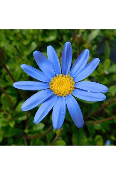 Felicia amelloides, Mavi Papatya, 1 Adet