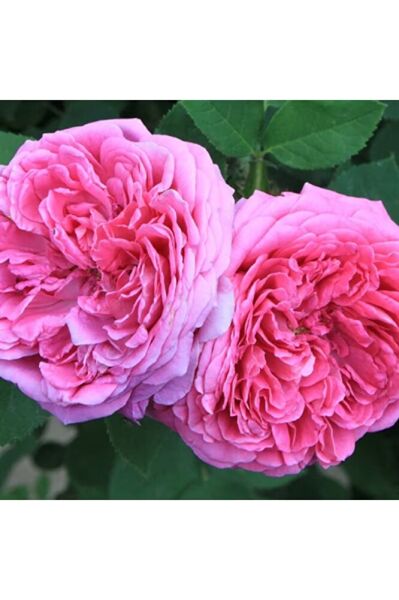 Isparta Gül Fidanı, Saksıda, 2 Adet