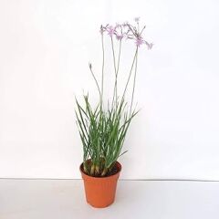 Thebestonline Tulbaghia violacea Sarımsak Çiçeği, Saksıda