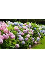 Thebestonline  Ortanca Fidanı, 2 Adet, 40-60 cm, Saksıda