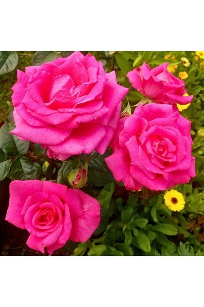 Pink ( Pembe) Gül Fidanı, Saksıda, 2 Adet