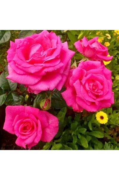 Pink ( Pembe) Gül Fidanı, Saksıda, 2 Adet