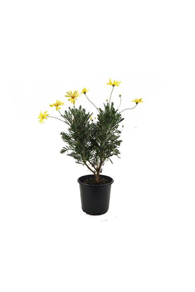 Euryops - Sarı Çalı Papatyası, 5 Adet