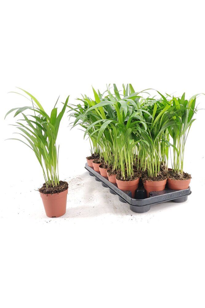 Mini Areka Palmiyesi, 3 Adet