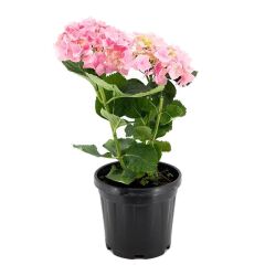 Thebestonline Pembe Ortanca Fidanı
