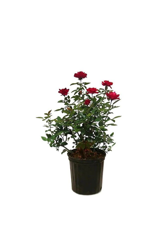 Kırmızı Gül Fidanı, Saksıda, 2 Adet