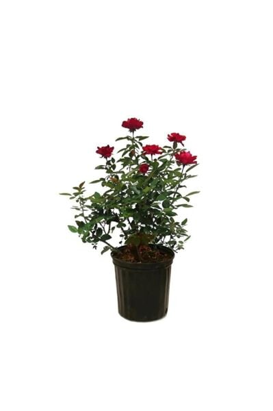 Kırmızı Gül Fidanı, Saksıda, 2 Adet