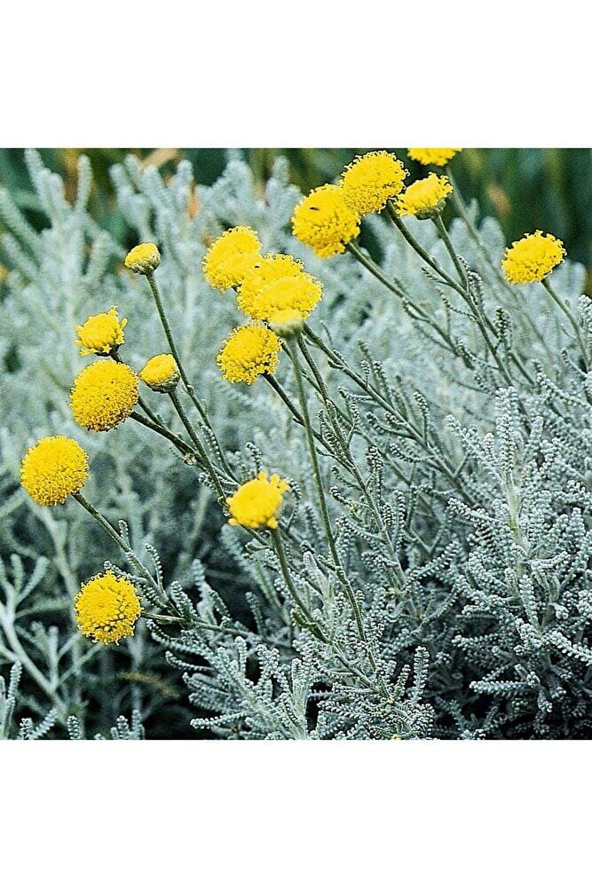 Lavantin Fidanı, Saksıda, 10-15 cm, 10 Adet