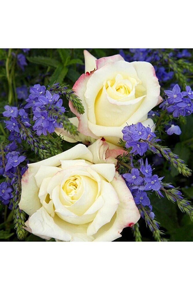 Krem Gül Fidanı, Saksıda, 2 Adet