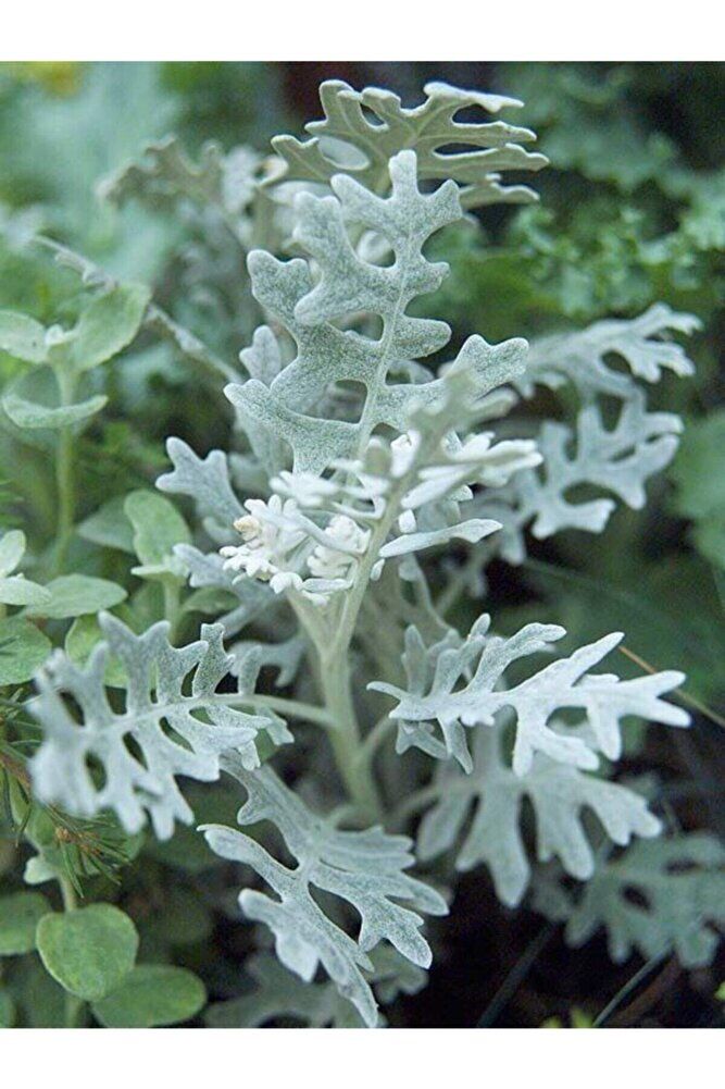 Bahçe Külü (Kül Çalısı) Fidesi, Saksıda, 10-15 cm, 10 Adet