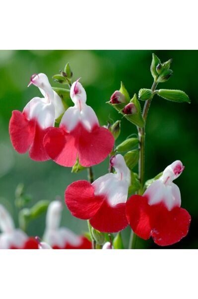 Süs Adaçayı Salvia Hot Lips, Saksıda, 15-30 cm, 2 Adet