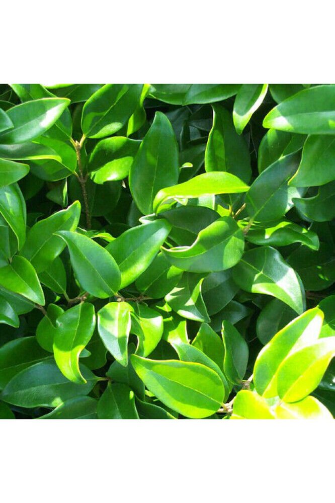 Ligustrum japonicum Fidesi, Saksıda, 15-30 cm, 10 Adet