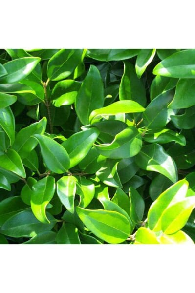 Ligustrum japonicum Fidesi, Saksıda, 15-30 cm, 10 Adet