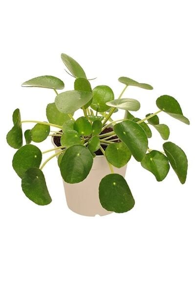 Sevgiliye Özel, Süslü, Pilea Peperomioides Şans Çiçeği, Saksıda, 2 Adet