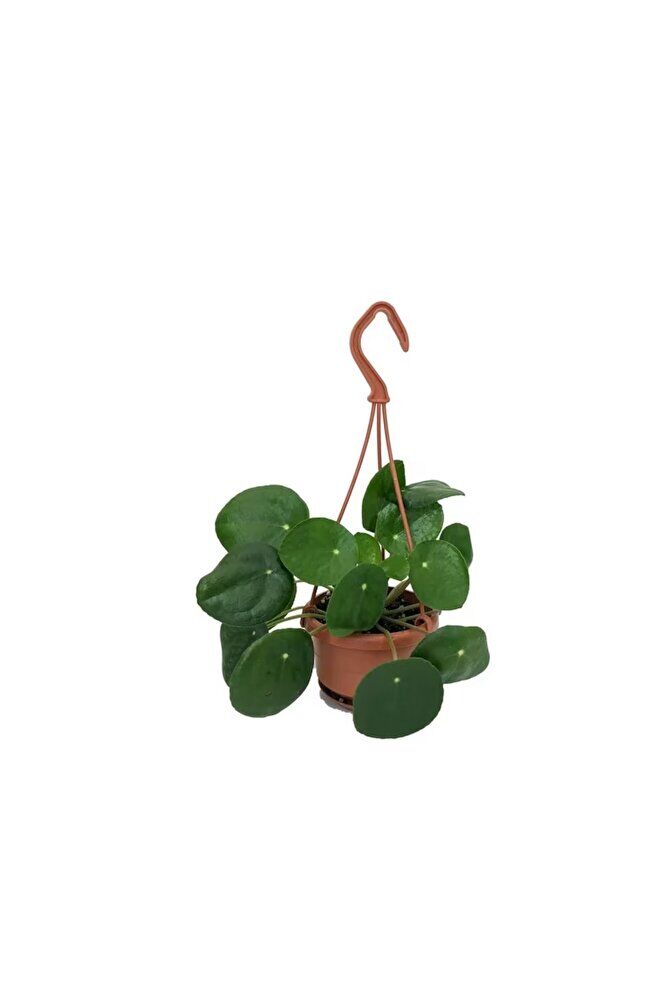Askılı Saksıda Pilea Peperomioides Şans Çiçeği