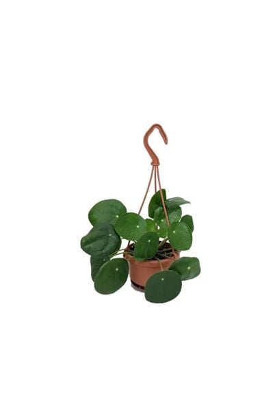 Askılı Saksıda Pilea Peperomioides Şans Çiçeği