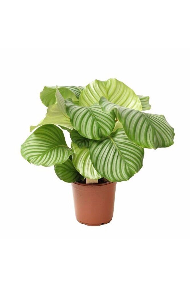 Calathea Orbifolia ( Kalatya ) , Saksıda
